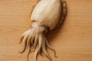 cuttlefish